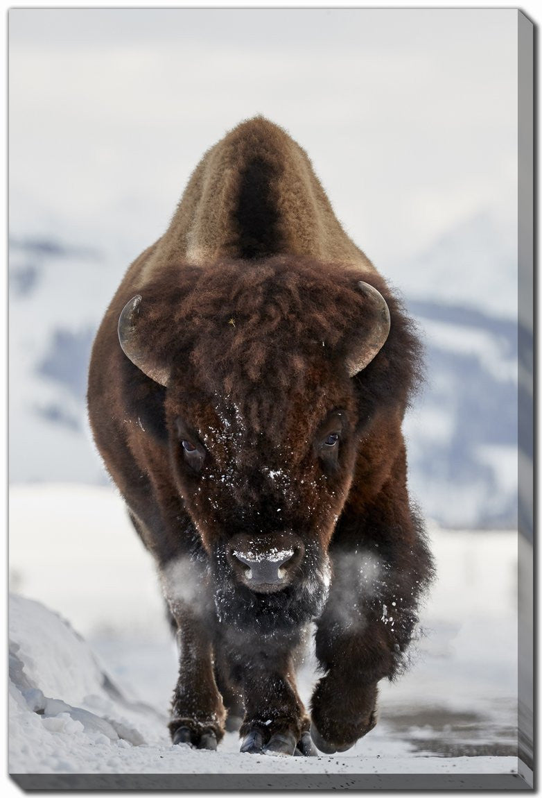 Charging Bison Wall Art - Brown - 30 X 45