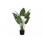 37" Aureum Plant With 5" Black Pot - Green