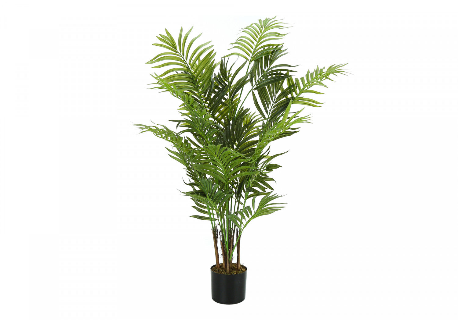 47" Areca Tree With 5" Black Pot - Green
