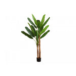 83" Banana Tree With 8" Black Pot - Green