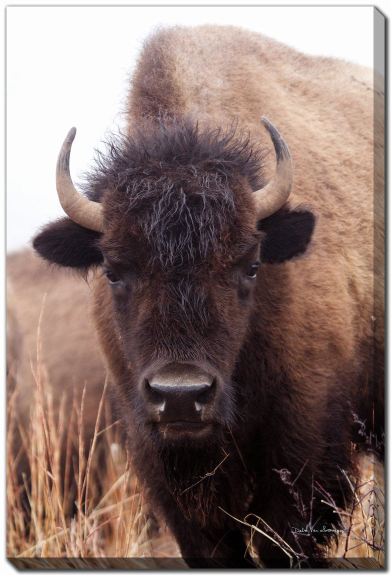 The Stare Art - Brown - 30 X 45