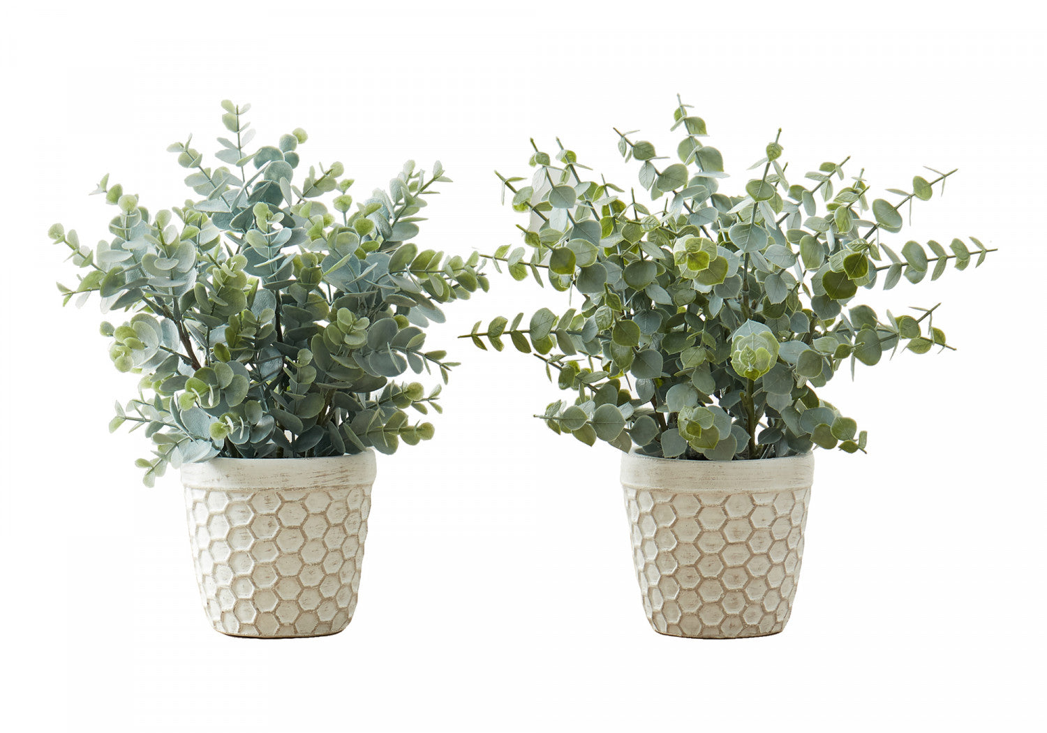 13" Eucalyptus Grass Plant With 4" White Pot - Green - Set of Two