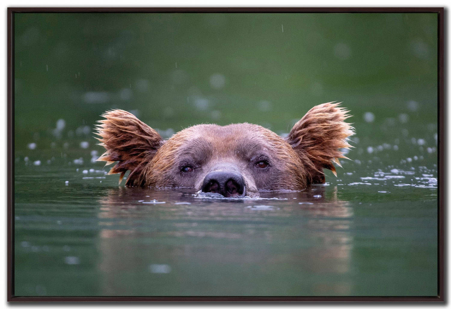 The Watchful Swimmer Wall Art - Green - 30 X 45