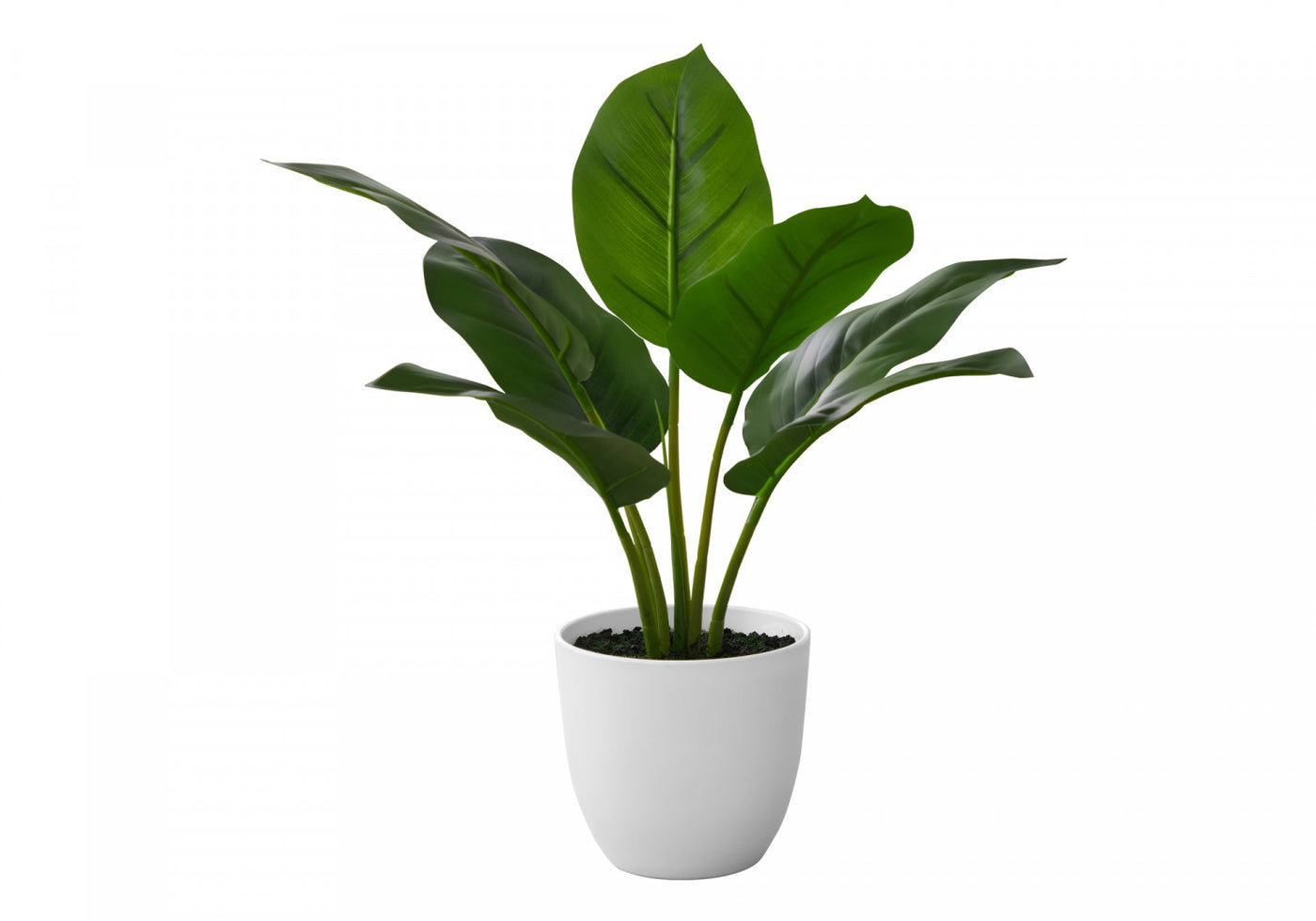 17" Aureum Plant With 5" White Pot - Green