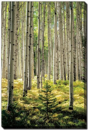 Whispering Grove Wall Art - Green - 16 X 20