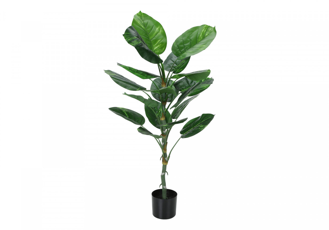 54" Dieffenbachia Tree With 6" Black Pot - Green