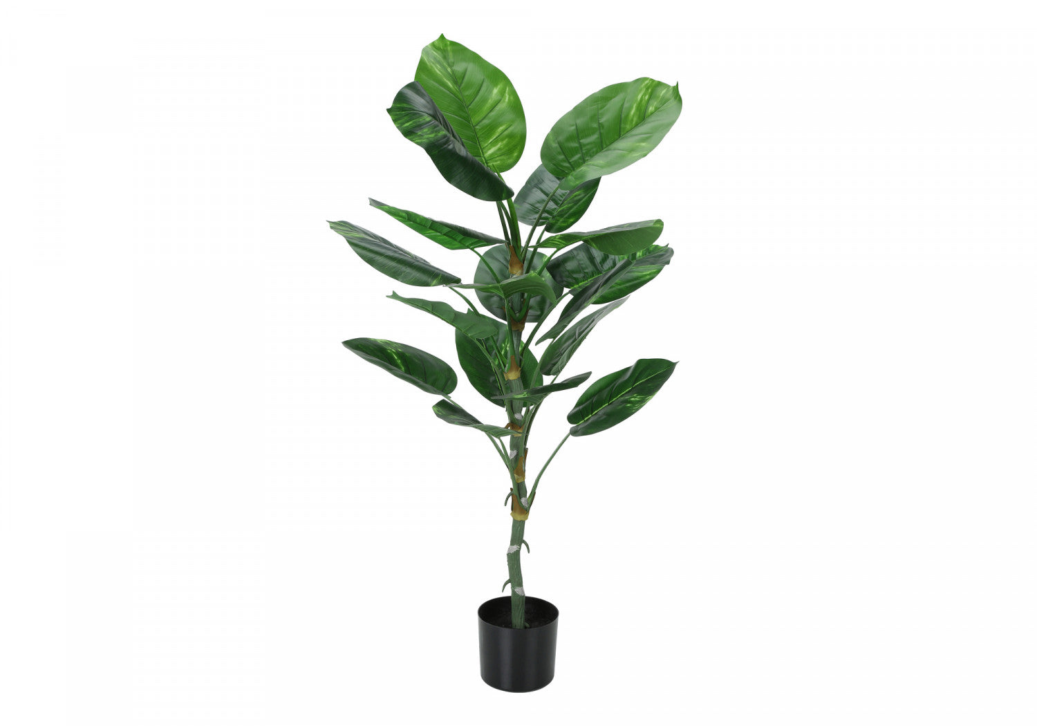54" Dieffenbachia Tree With 6" Black Pot - Green