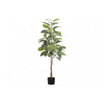 52" Rubber Tree With 5" Black Pot - Green/White