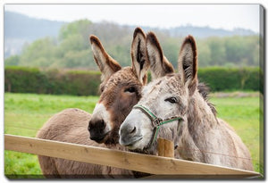 Donkeys at the Fence Wall Art - Brown - 16 X 20
