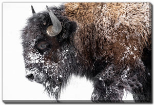 Winter Coat Wall Art - Brown - 38 X 60