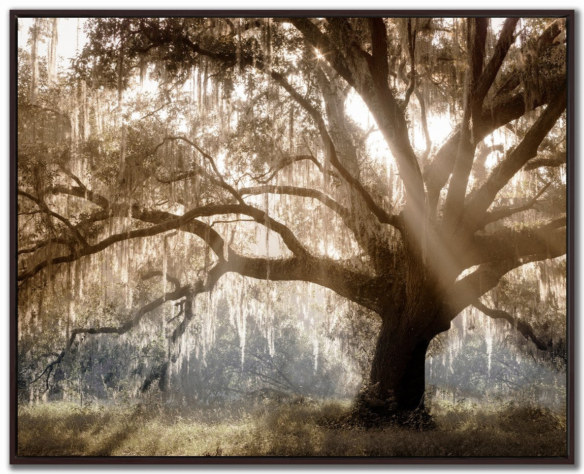 Tree of Light Wall Art - Brown - 40 X 50