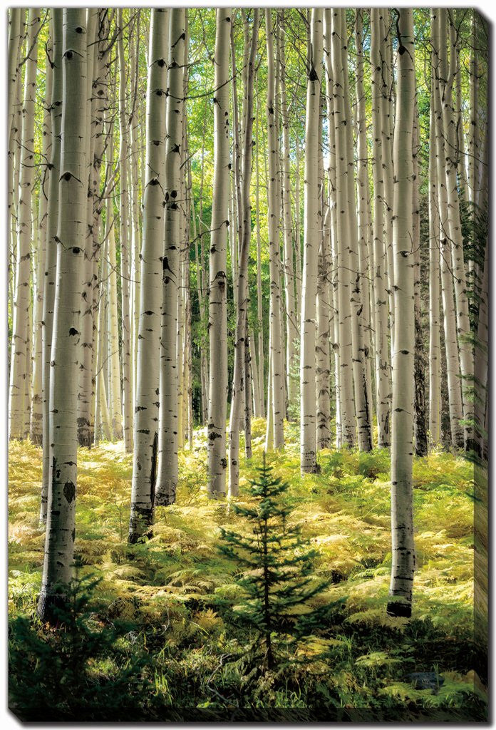 Whispering Grove Wall Art - Green - 30 X 45