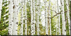 Birch Harmony Wall Art - Green - 30 X 60