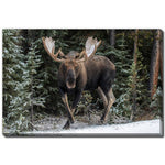 Snowy Stride Wall Art - Brown - 22 X 28