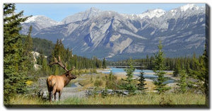 Wilderness Gaze Wall Art - Blue/Green - 20 X 40