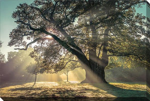 Through the Canopy Wall Art - Multi-Colour - 16 X 20
