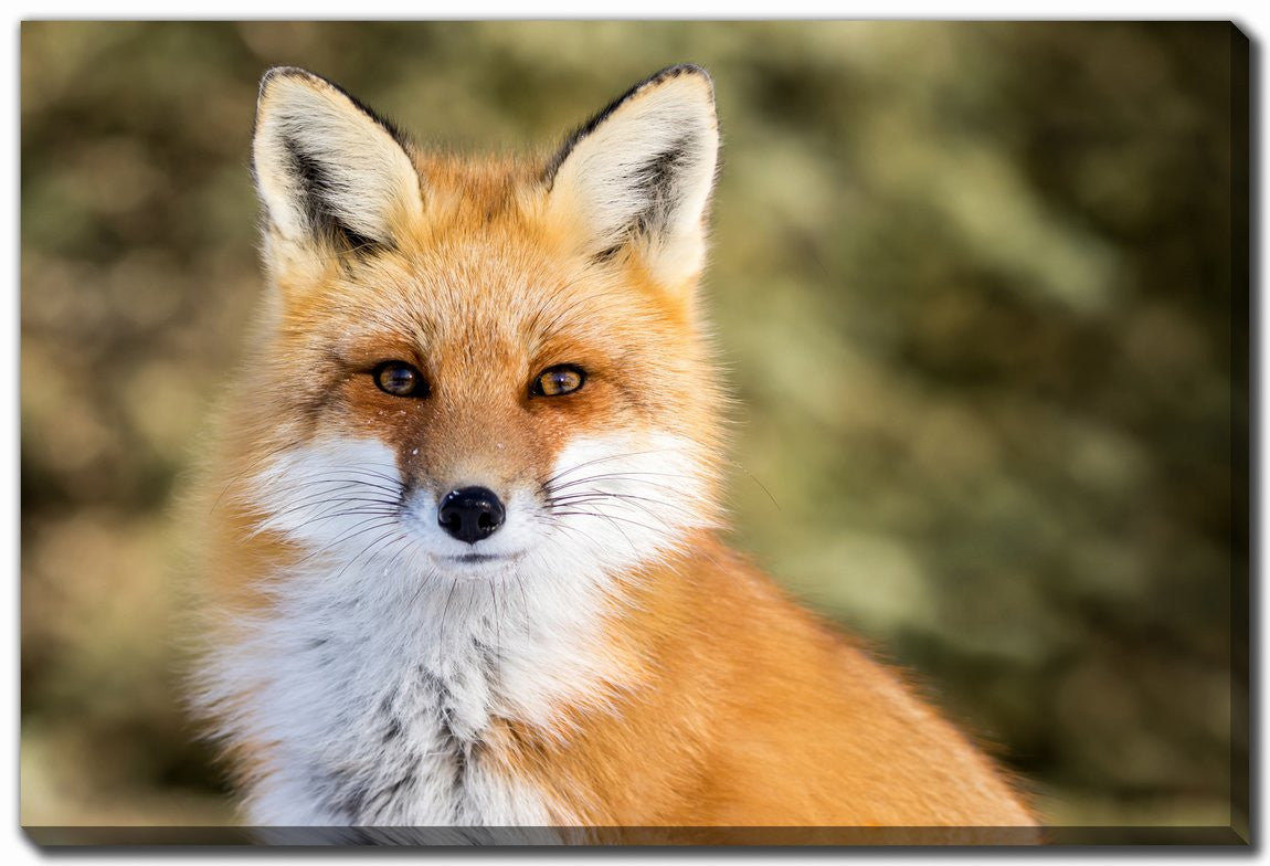 Fox in Focus Wall Art - Orange - 30 X 45