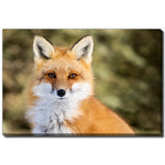 Fox in Focus Wall Art - Orange - 30 X 45