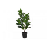 28" Garcinia Plant With 5" Black Pot - Green
