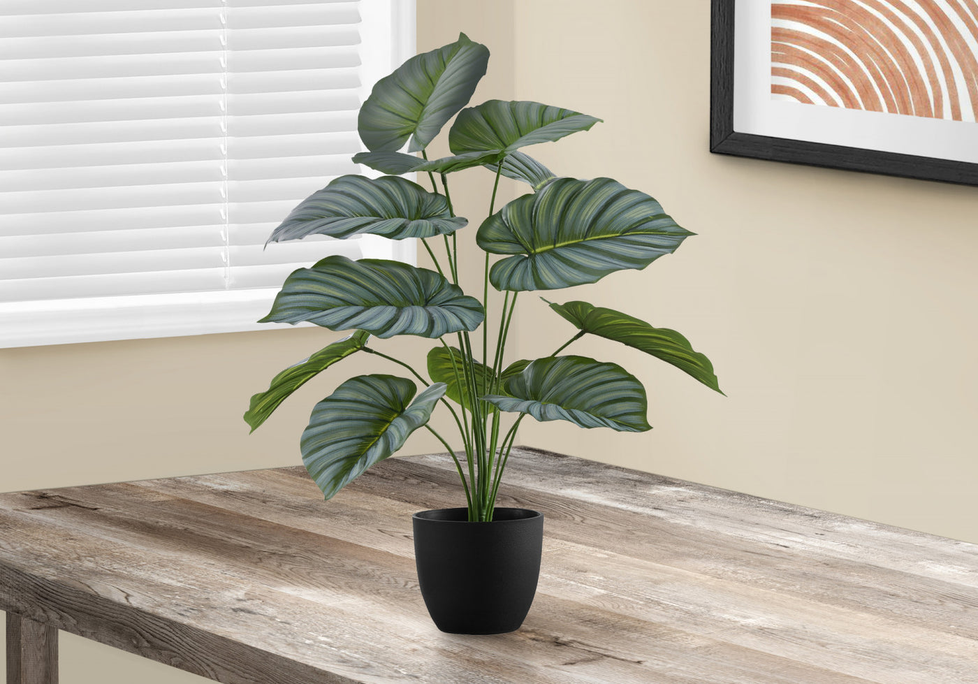24" Calathea Plant With 5" Black Pot - Green