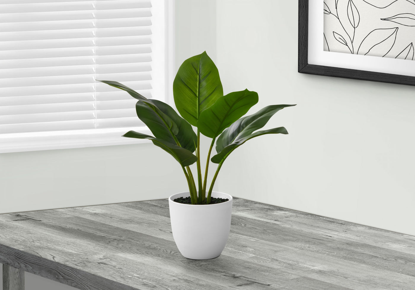 17" Aureum Plant With 5" White Pot - Green