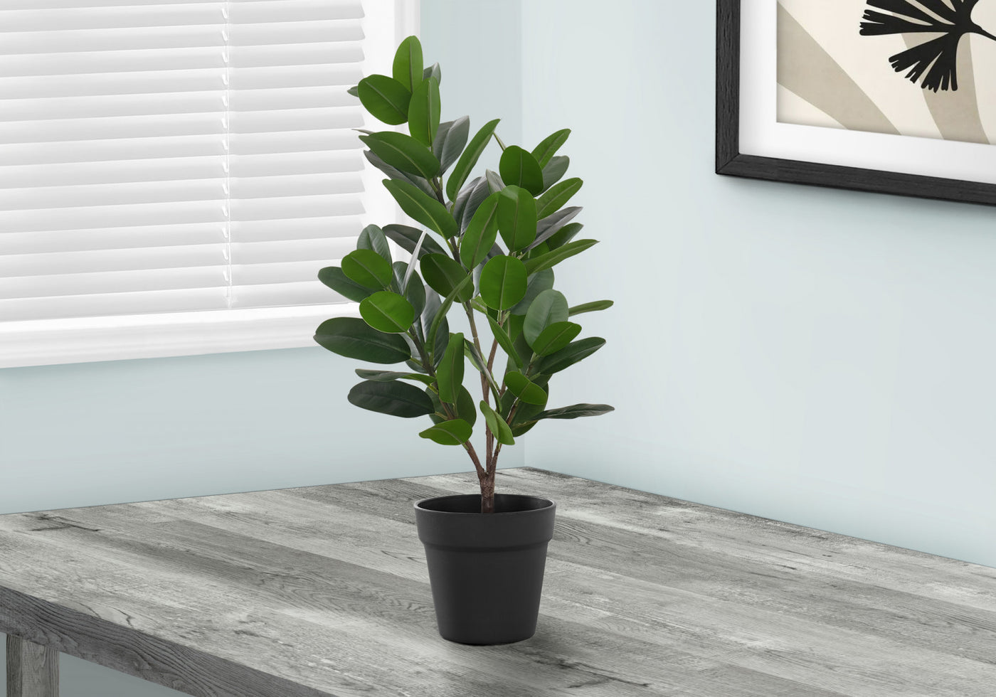 28" Garcinia Plant With 5" Black Pot - Green