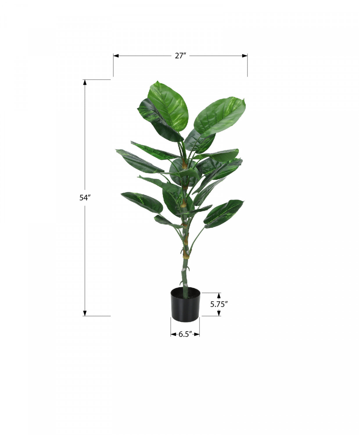 54" Dieffenbachia Tree With 6" Black Pot - Green