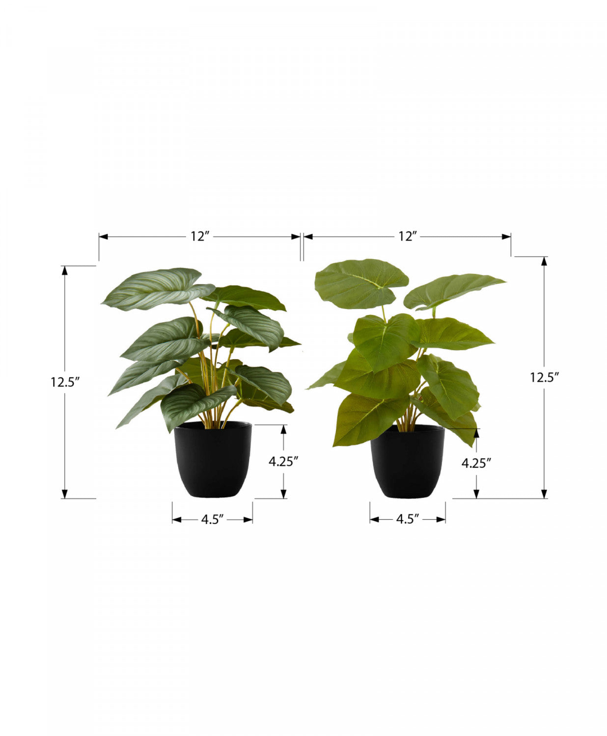 13" Epipremnum Plant With 4" Black Pot - Green - Set Of Two