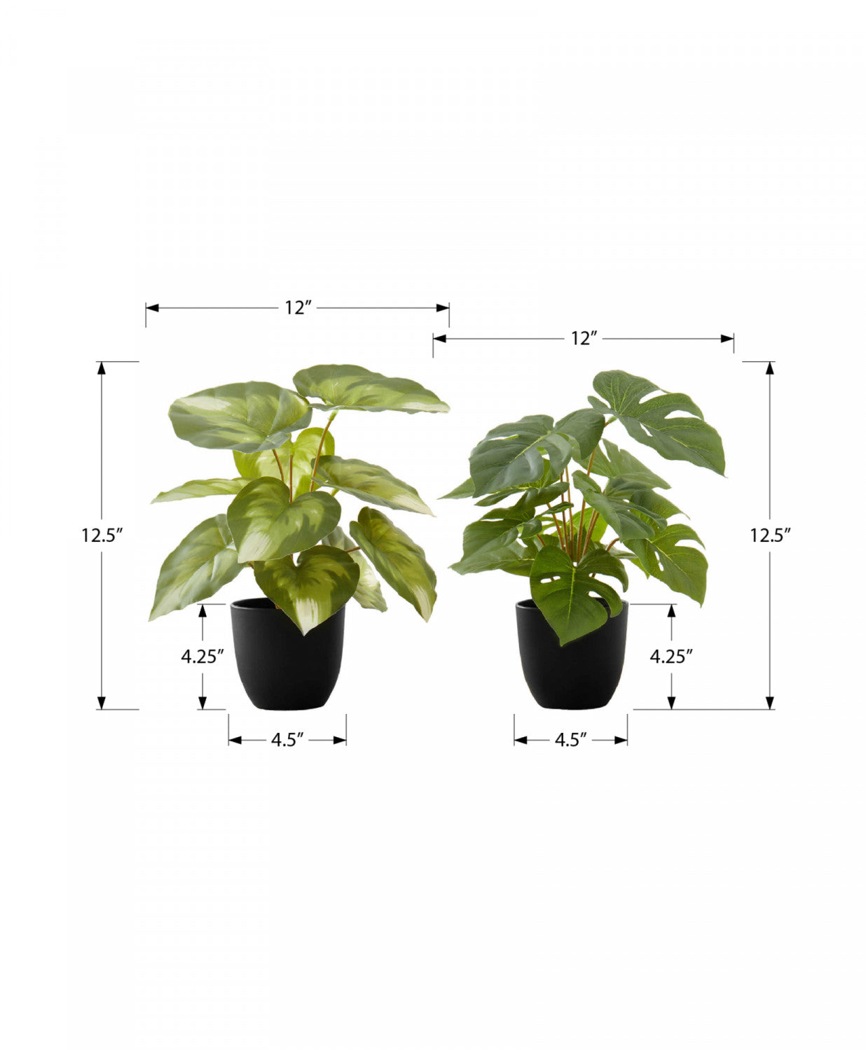 13" Monstera and Calathea Plants With 4" Black Pot - Green - Set of Two