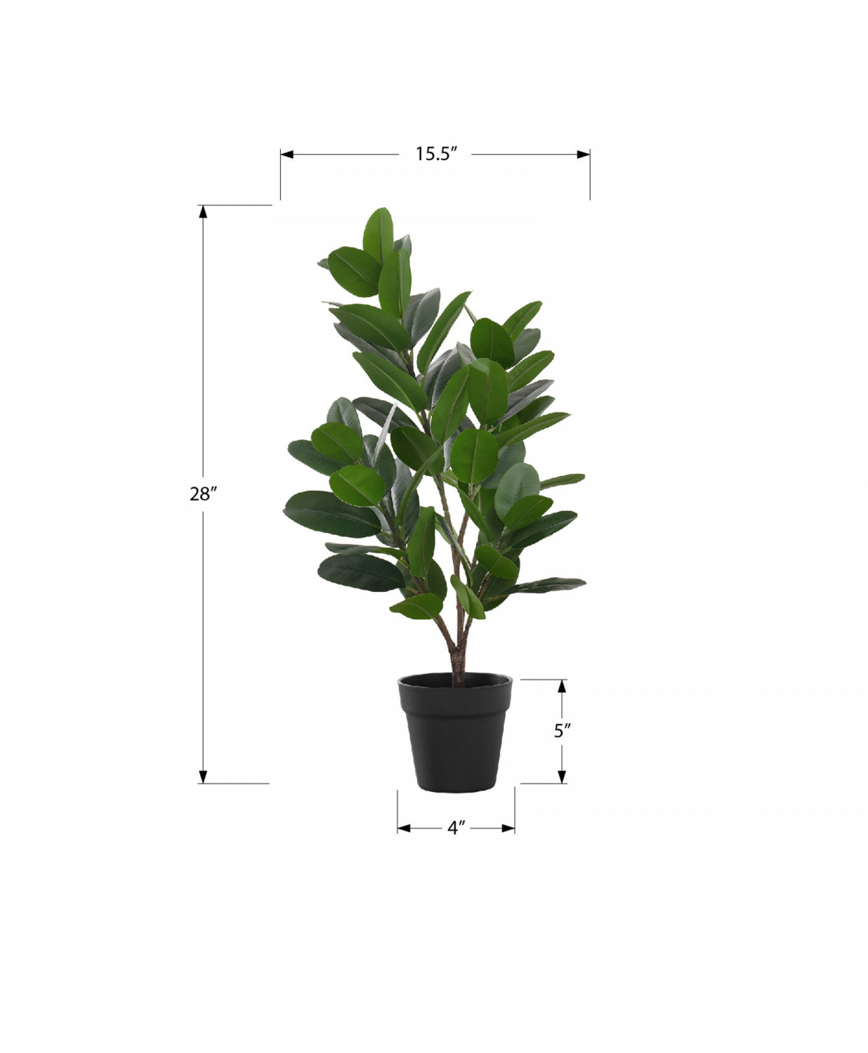 28" Garcinia Plant With 5" Black Pot - Green