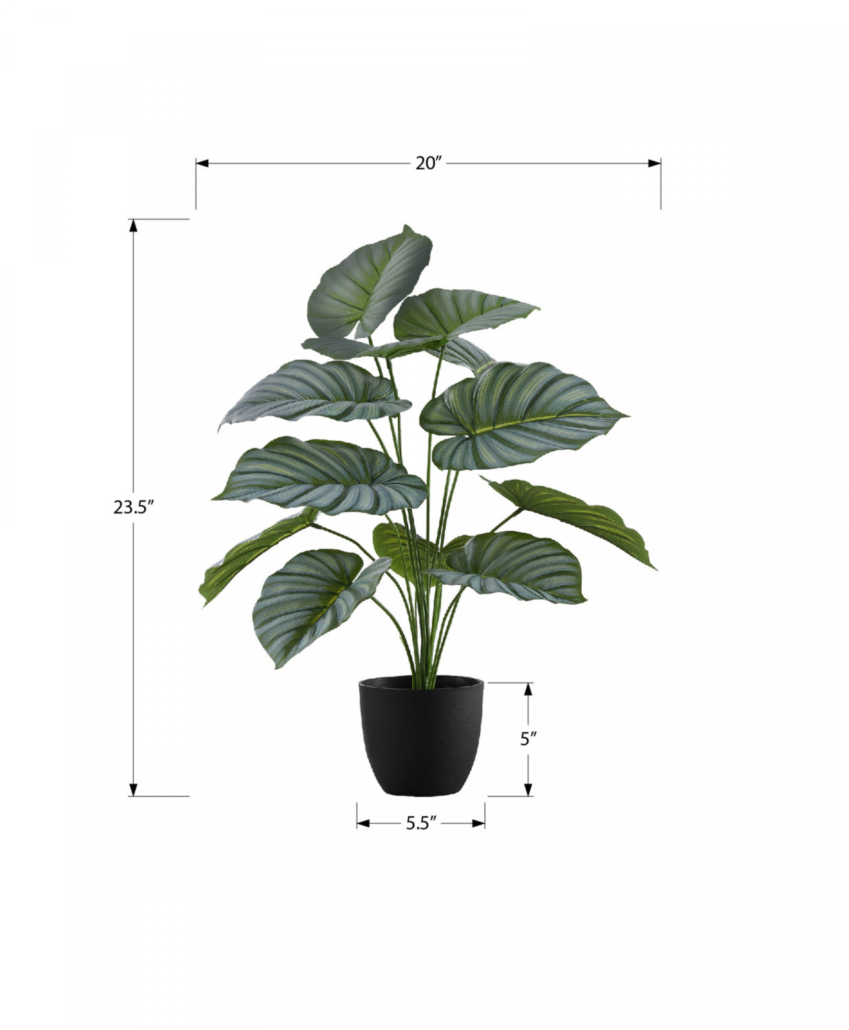 24" Calathea Plant With 5" Black Pot - Green