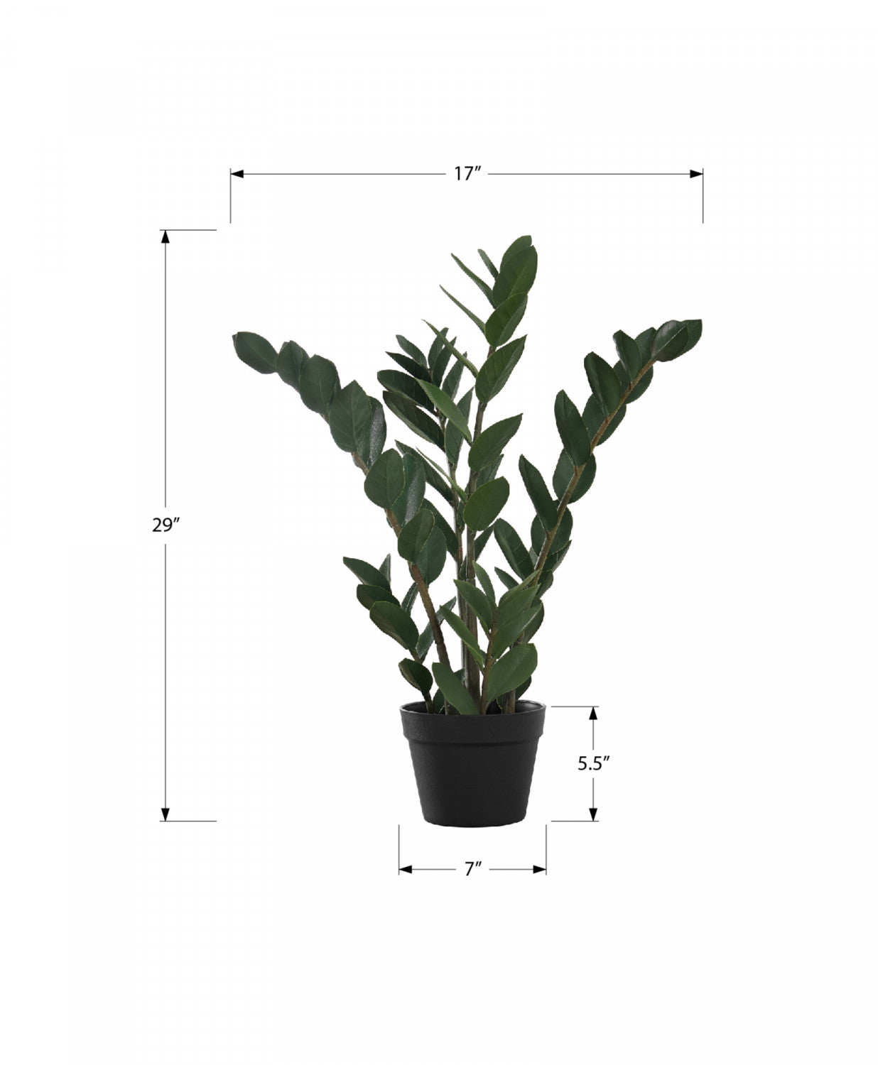 29" ZZ Plant With 6" Black Pot - Green