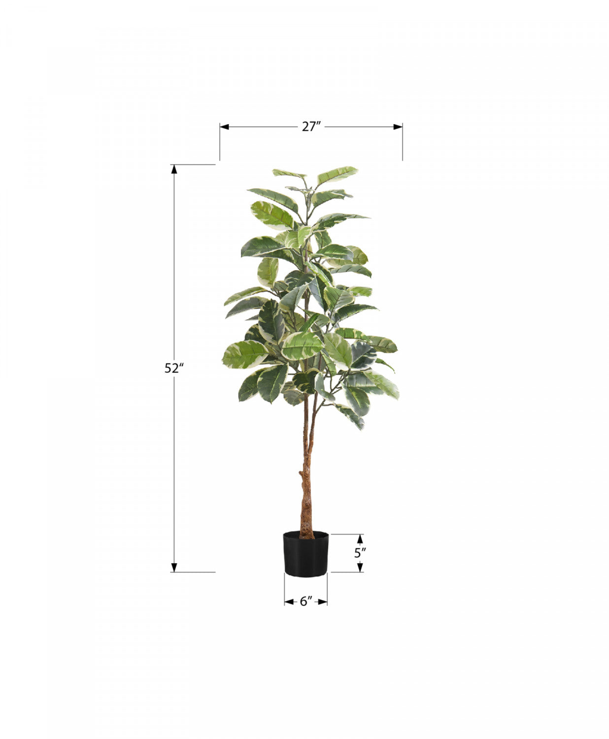 52" Rubber Tree With 5" Black Pot - Green/White