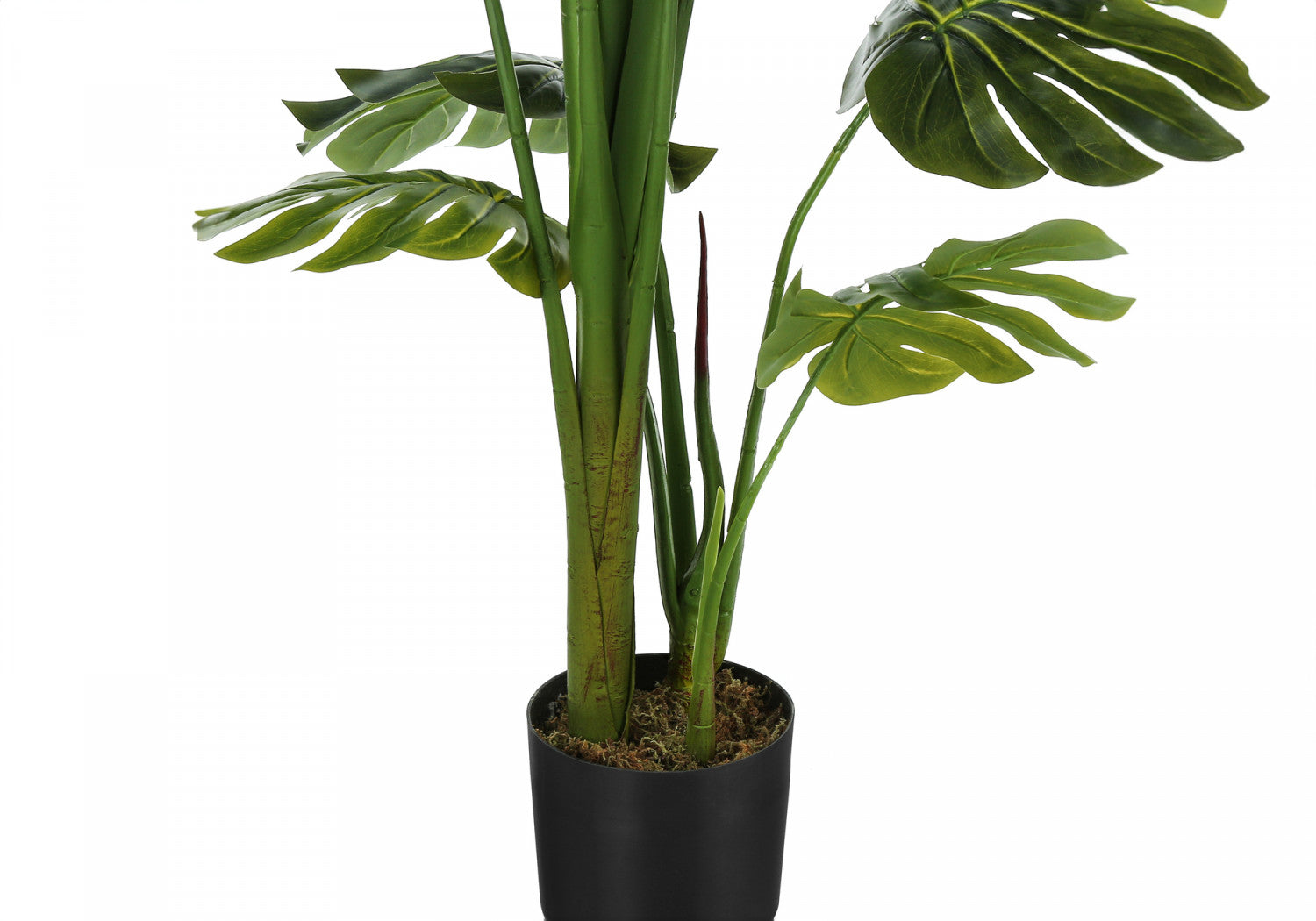 55" Monstera Plant With 6" Black Pot - Green