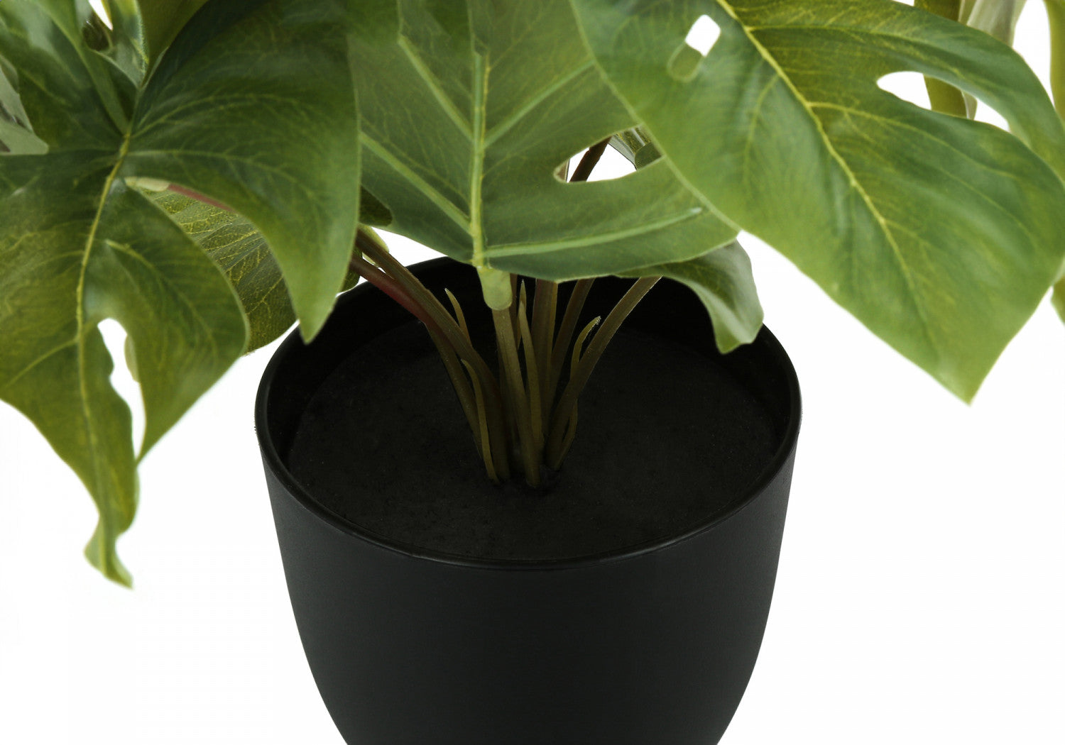 13" Monstera and Calathea Plants with 4" Black Pot - Green - Set of Two