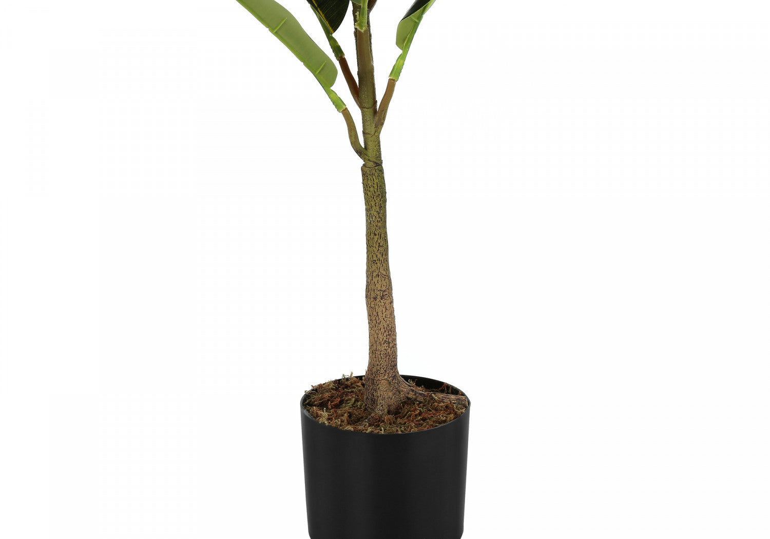40" Rubber Tree With 5" Black Pot - Green