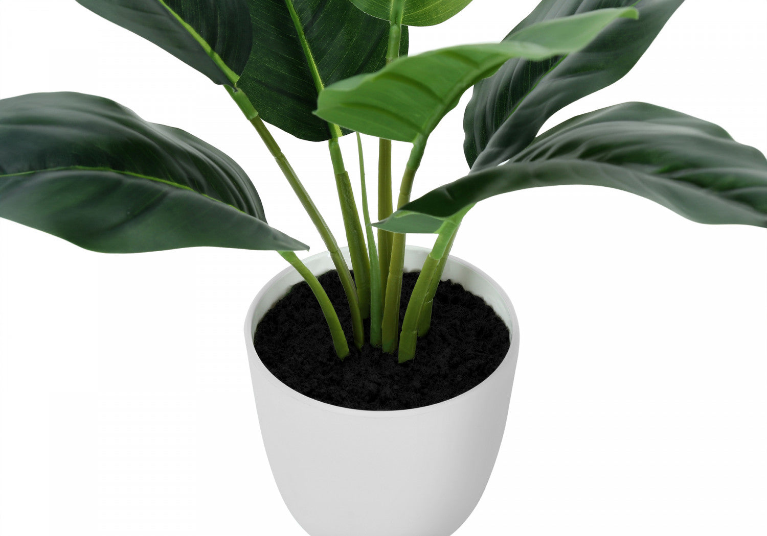 17" Aureum Plant With 5" White Pot - Green