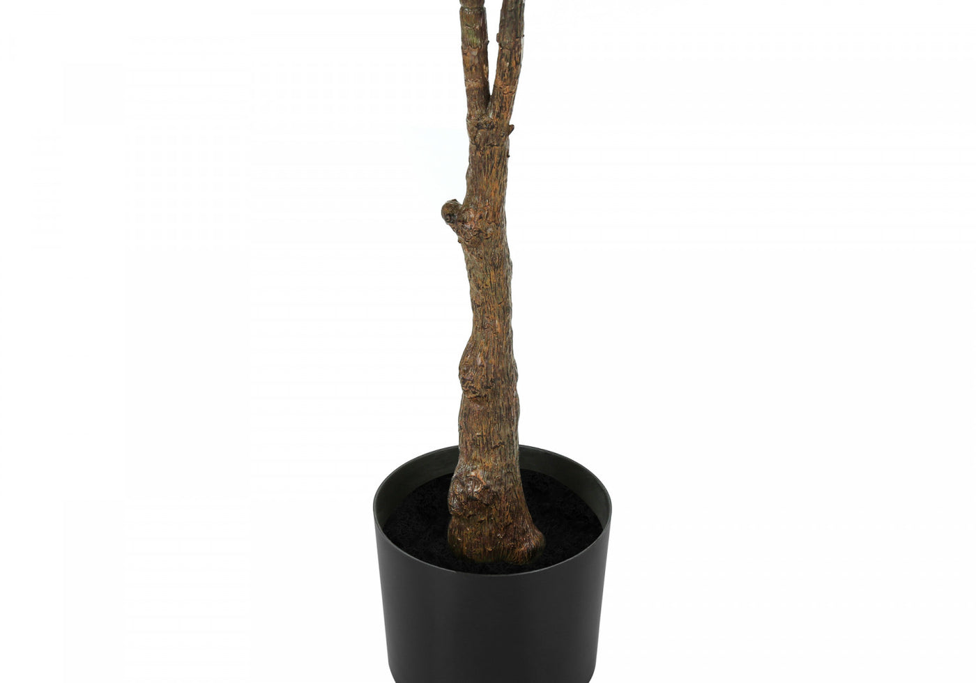 52" Rubber Tree With 5" Black Pot - Green