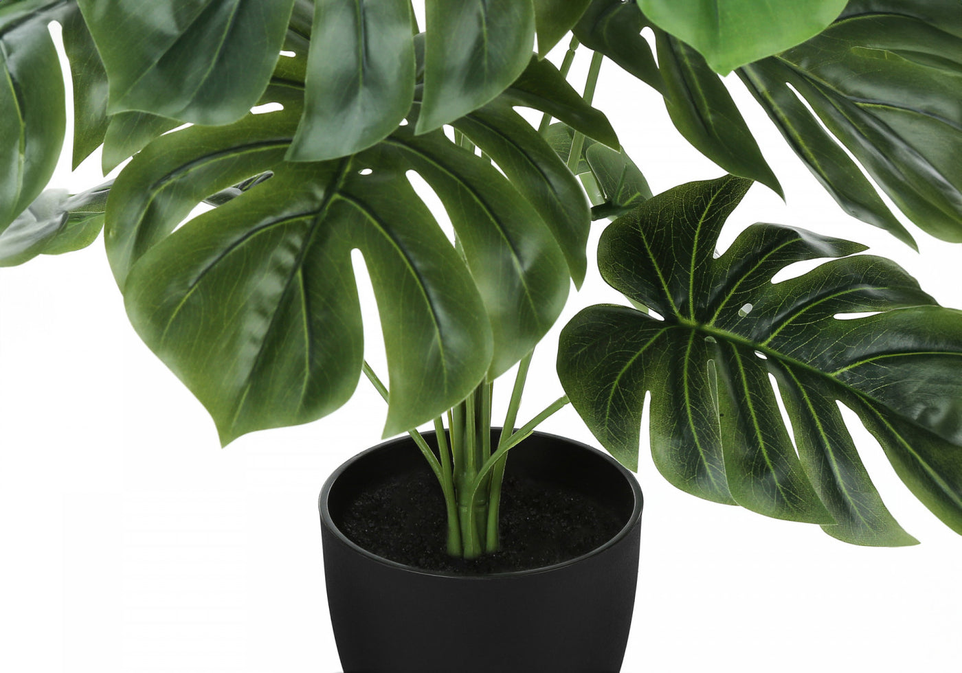24" Monstera Plant With 5" Black Pot - Green