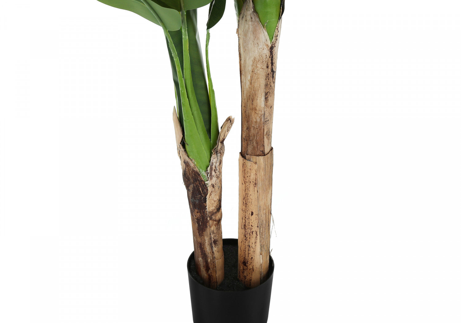 55" Banana Tree With 6" Black Pot - Green