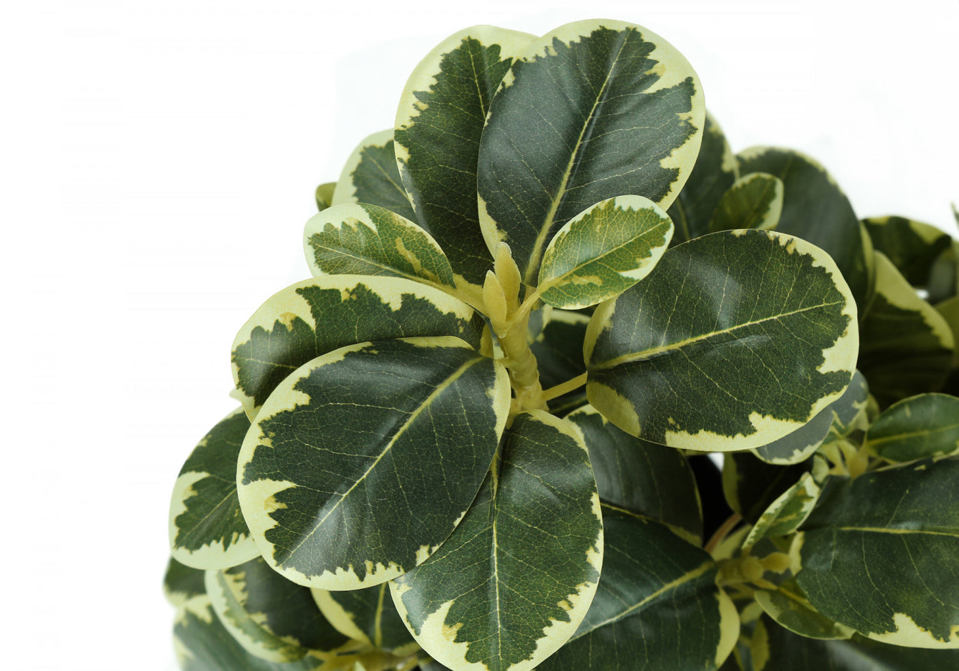 14" Ficus Elastica Plant With 4" Black Pot - Green - Set of Two