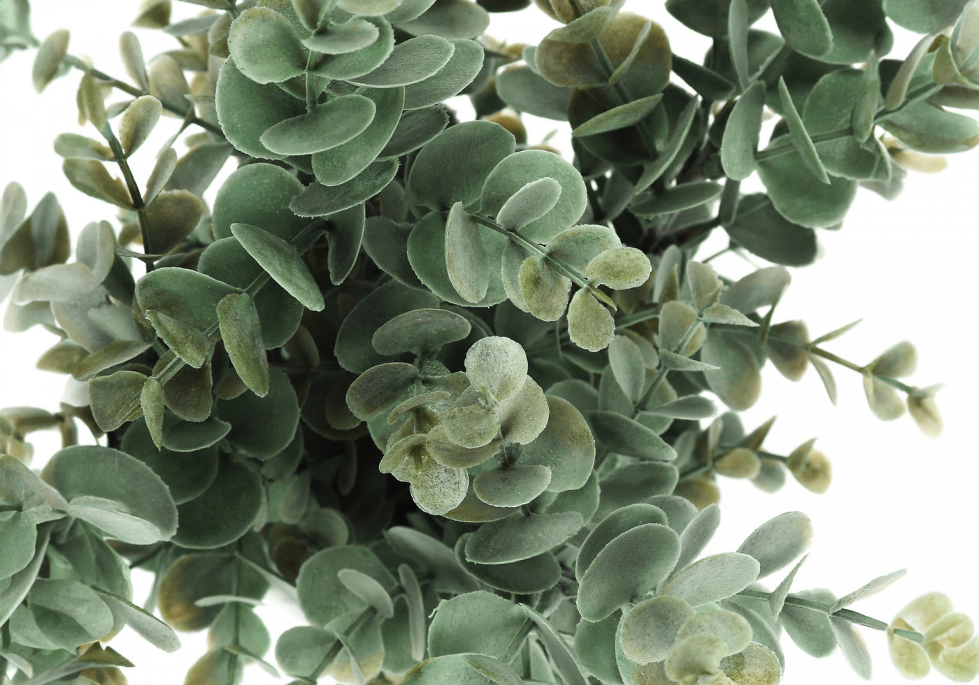 13" Eucalyptus Grass Plant With 4" White Pot - Green - Set of Two