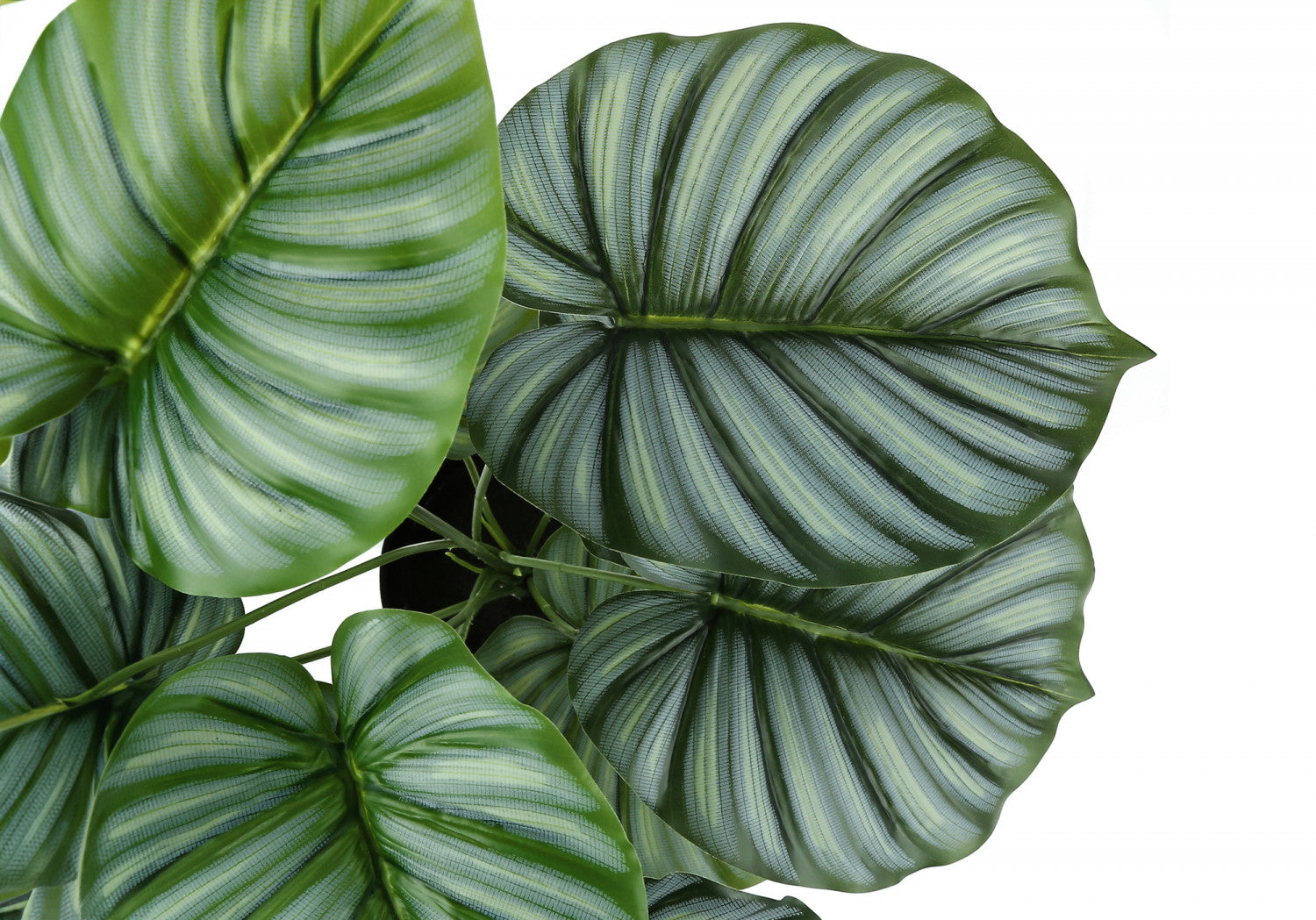 24" Calathea Plant With 5" Black Pot - Green