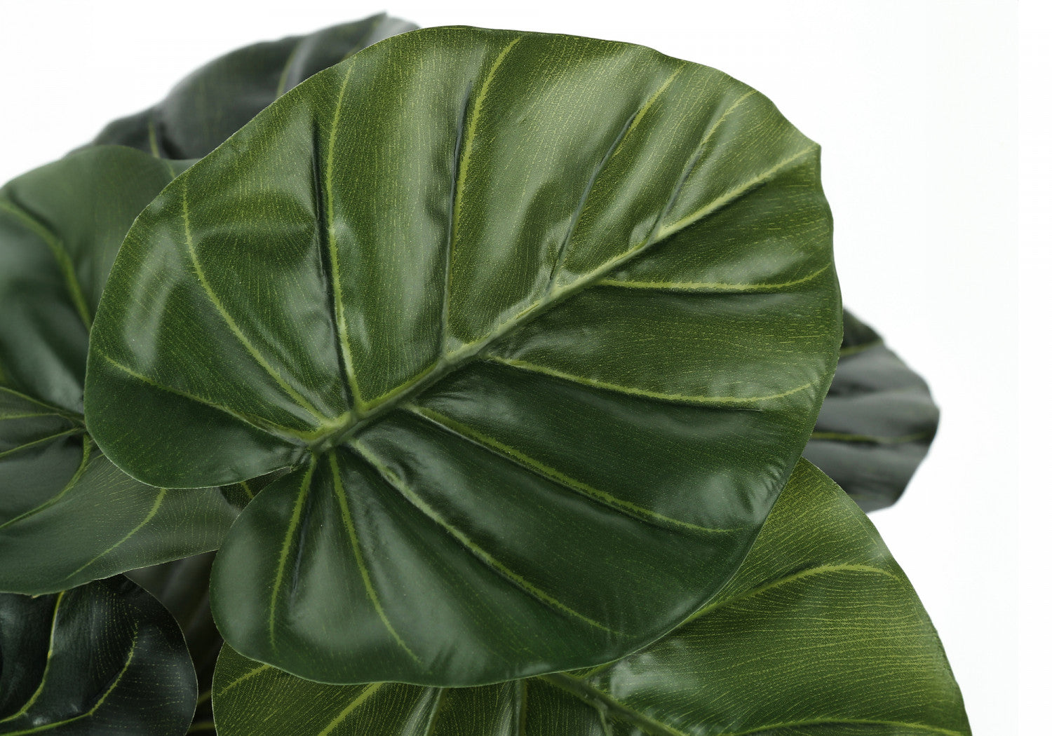 24" Alocasia Plant With 5" Black Pot - Green