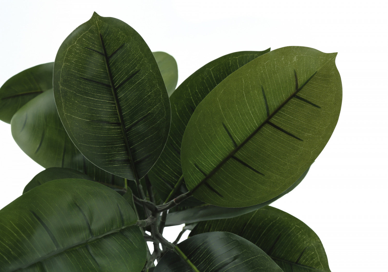 52" Rubber Tree With 5" Black Pot - Green