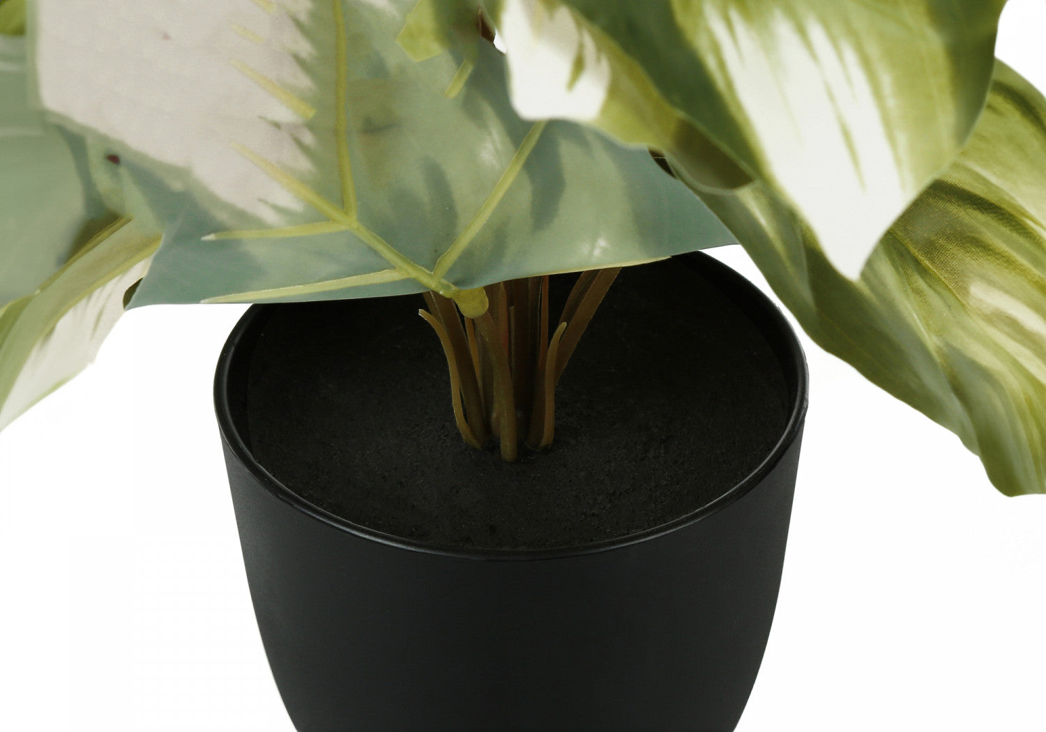 13" Monstera and Calathea Plants with 4" Black Pot - Green - Set of Two