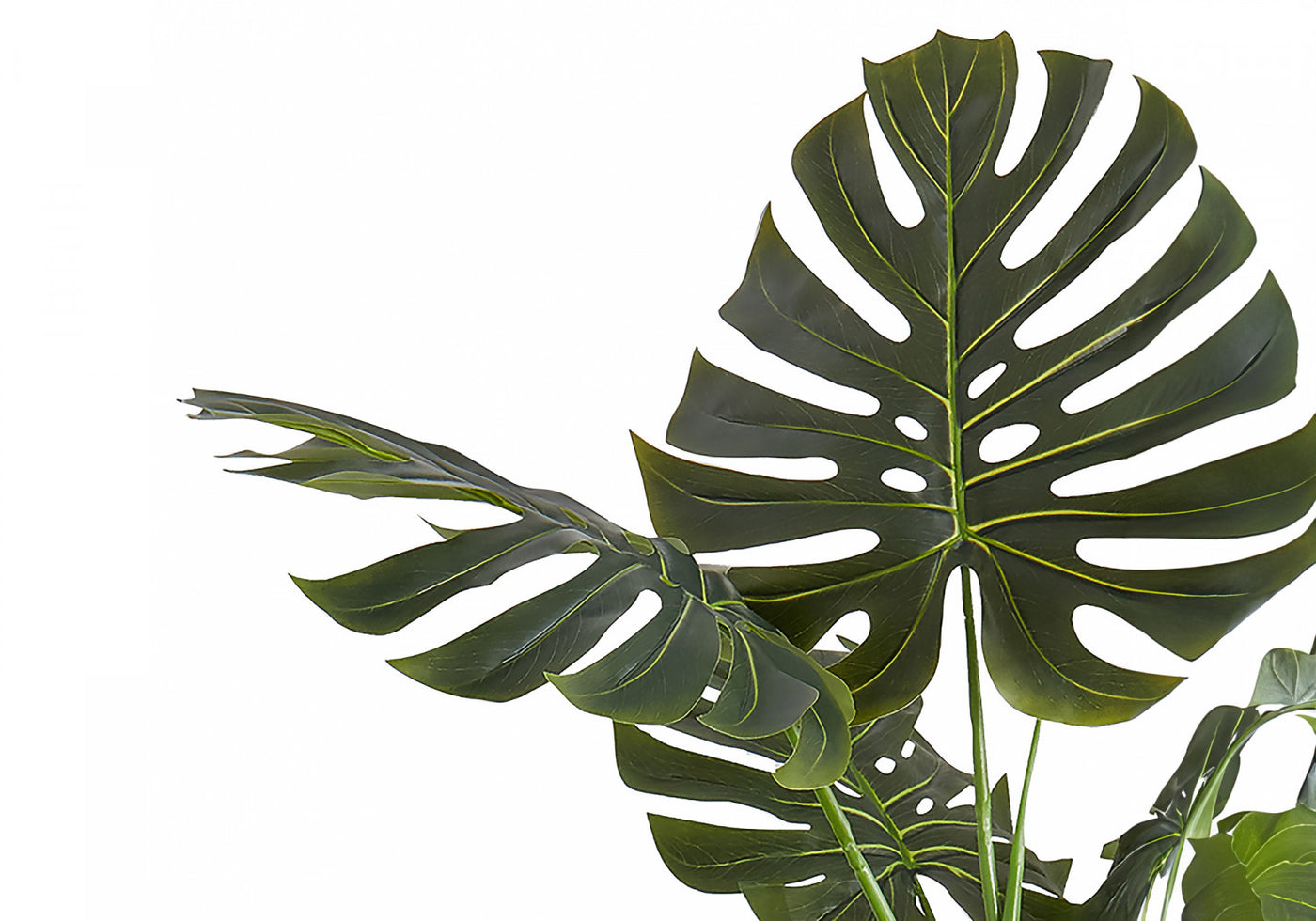 55" Monstera Plant With 6" Black Pot - Green