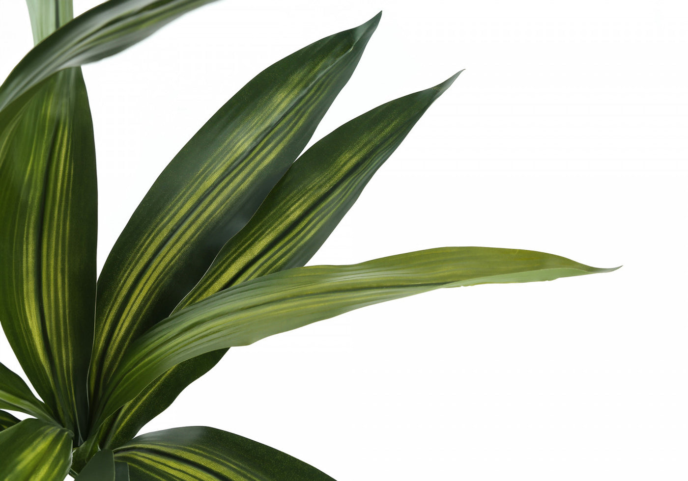 51" Dracaena Plant With 5" Black Pot - Green
