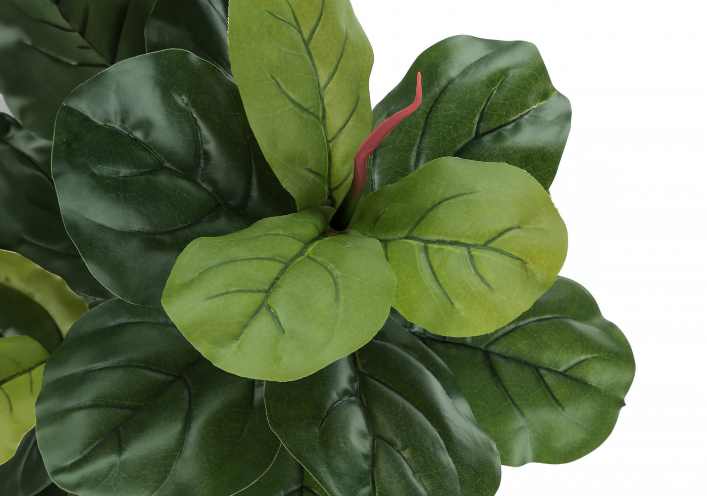 47" Fiddle Tree With 5" Black Pot - Green