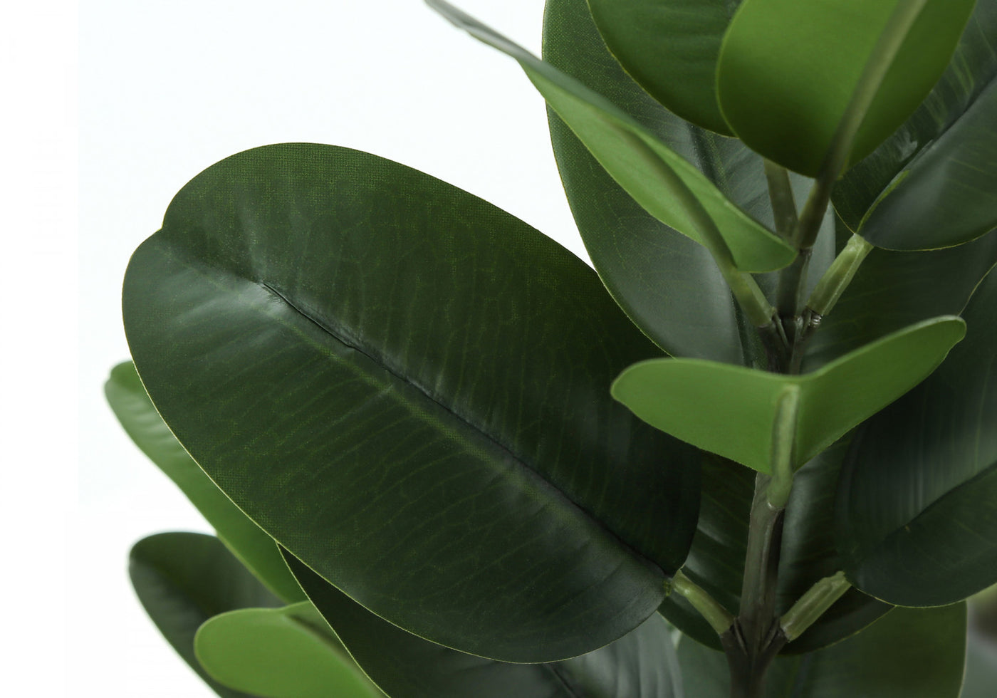 28" Garcinia Plant With 5" Black Pot - Green